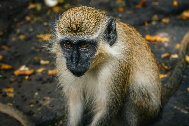 monkey with a blurred brown face standing on pavement