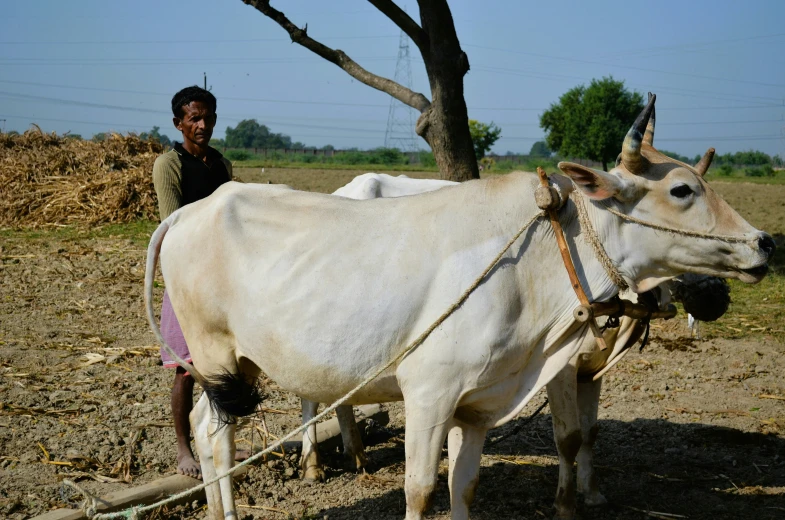 a man holding onto his two large white cows