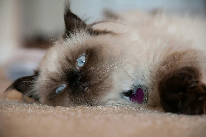 a cat laying down on the carpet with eyes closed