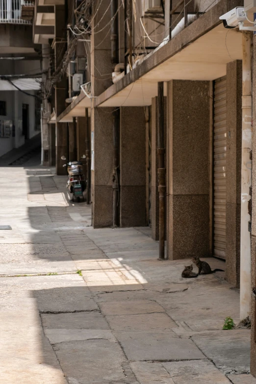 a cat lying on the sidewalk outside a building