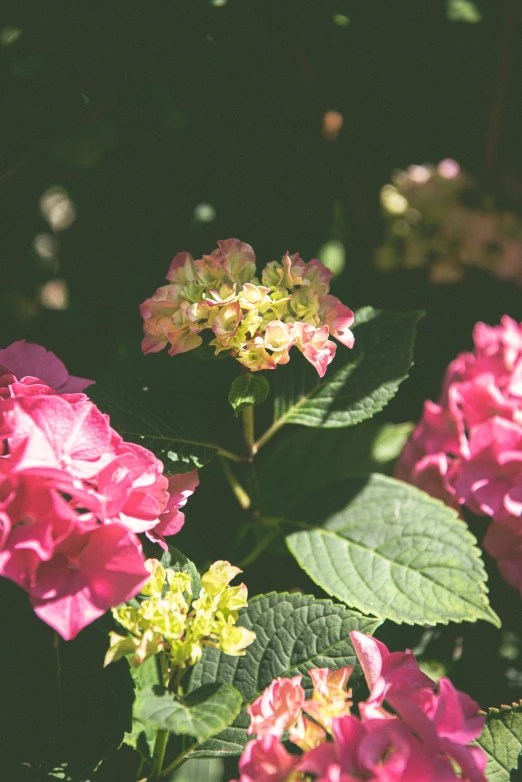 pink flowers are shown with green leaves