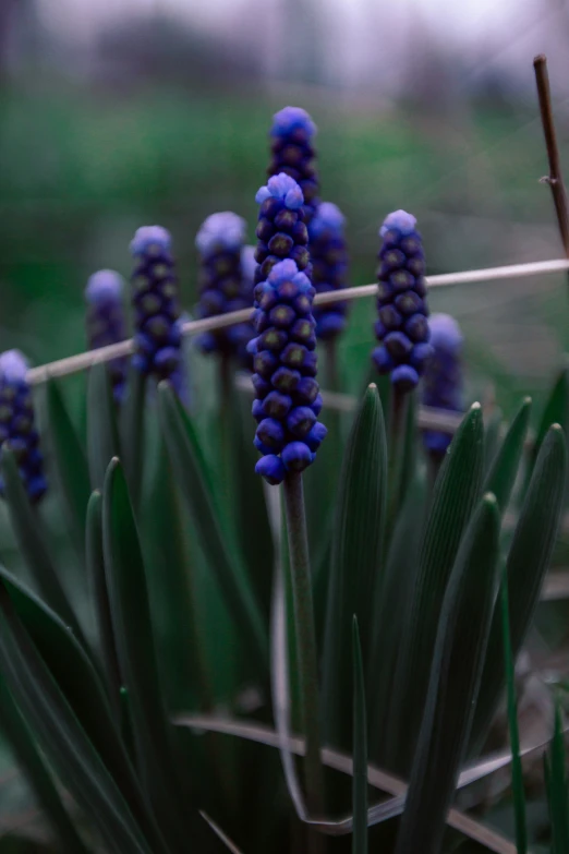 blue flowers with a white background and no leaves