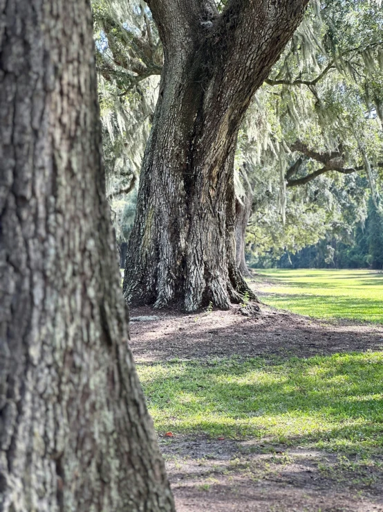 the tree trunks are slightly open and very big