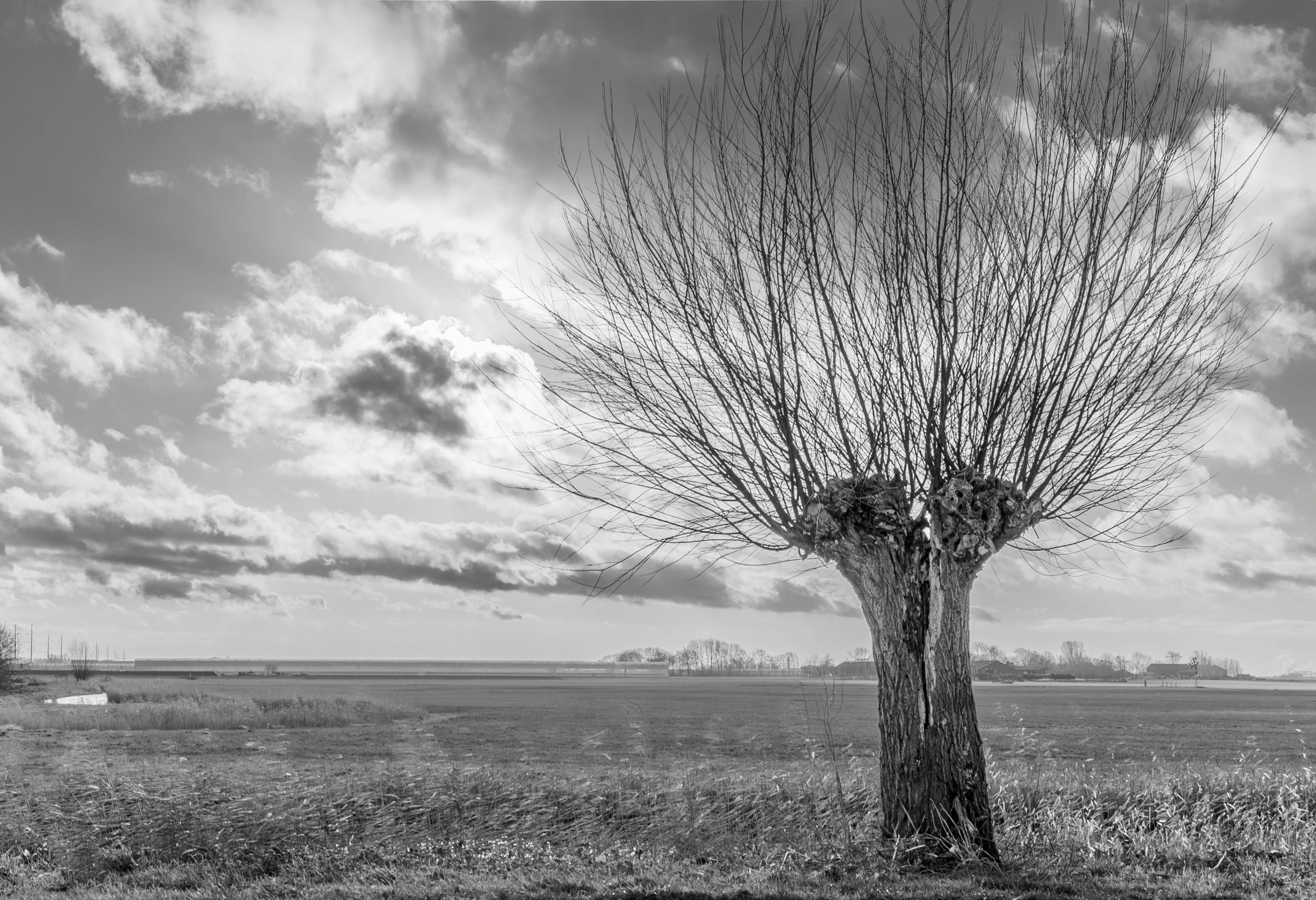 a lone bench sits in front of an unusual tree