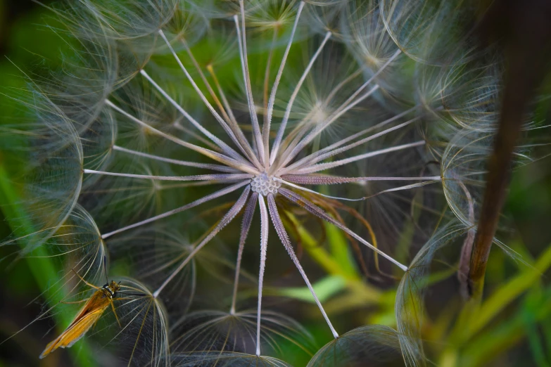 a dandelion with the seeds closed and green leaves out