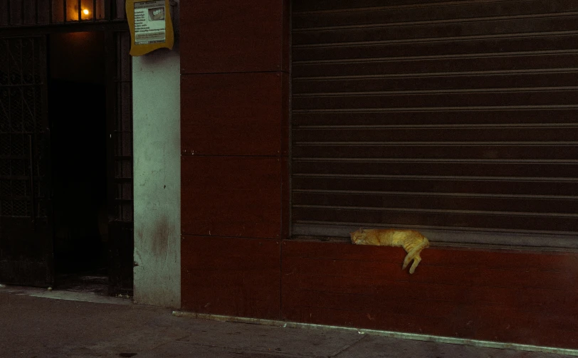 the cat is laying in the doorway on the street