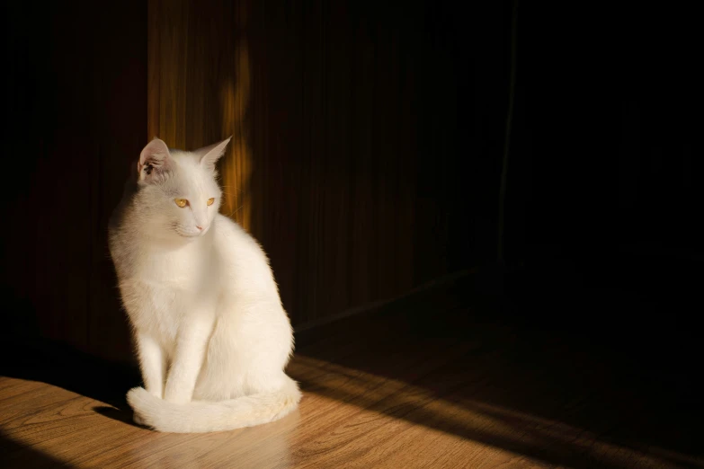 an white cat sitting in the middle of a dark room