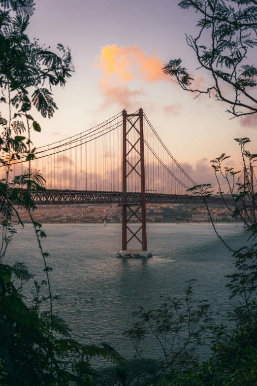 a po of the golden gate bridge through the trees