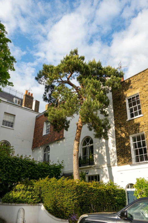 a tree in front of a building next to trees