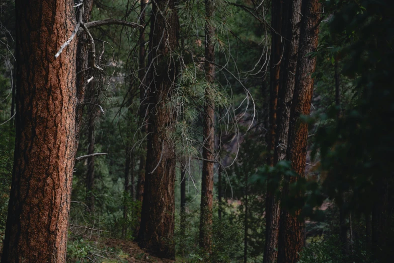 the forest is all full of green trees