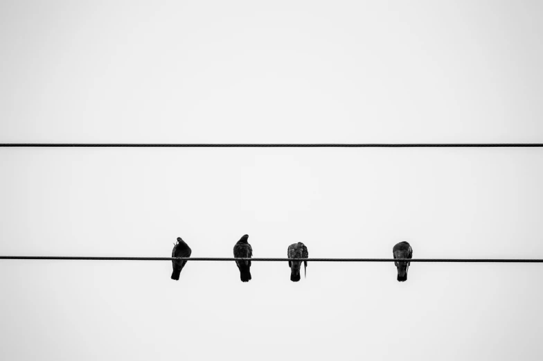four birds are perched on a wire with wires