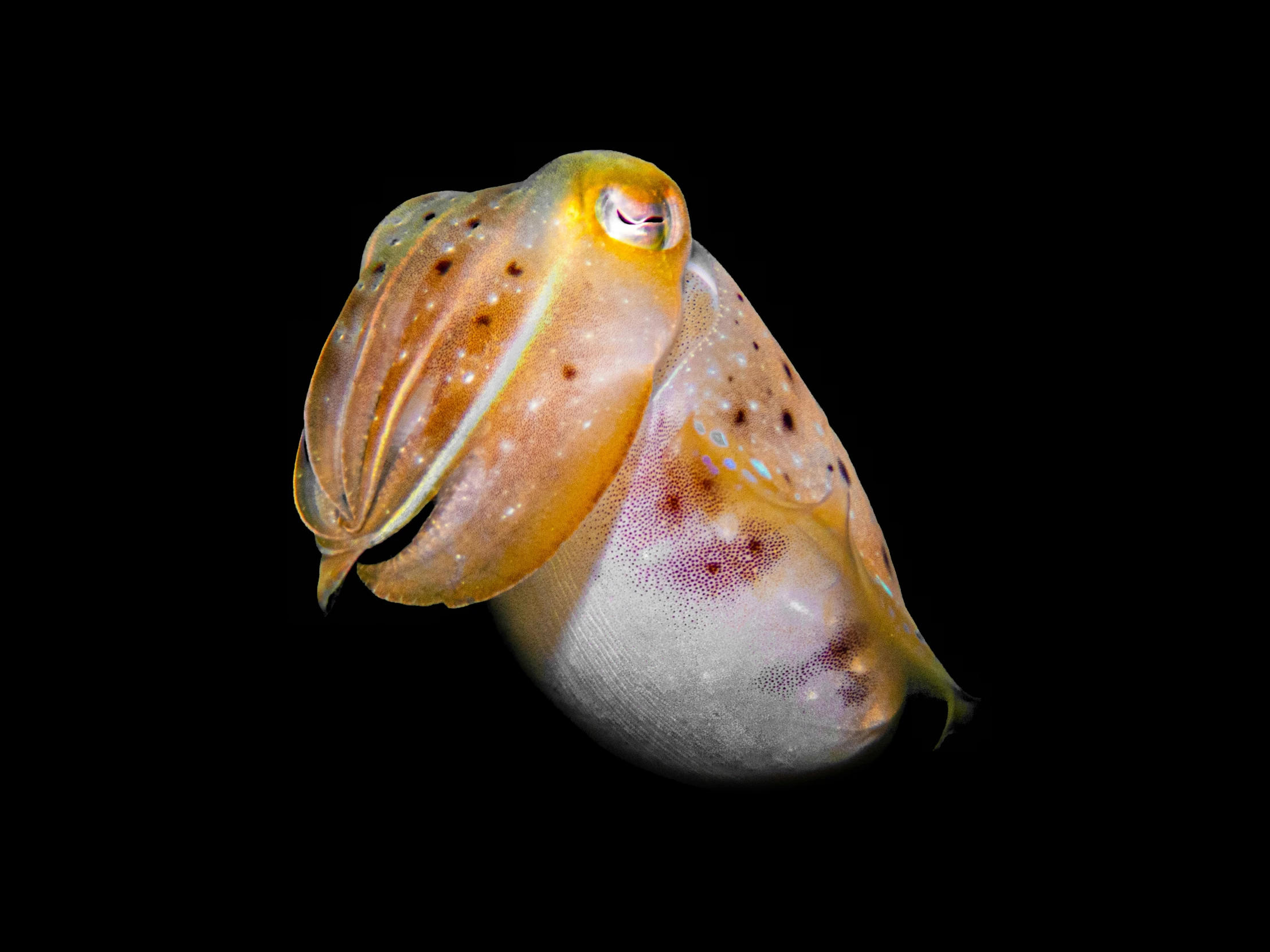 an ornate squid is shown against a black background