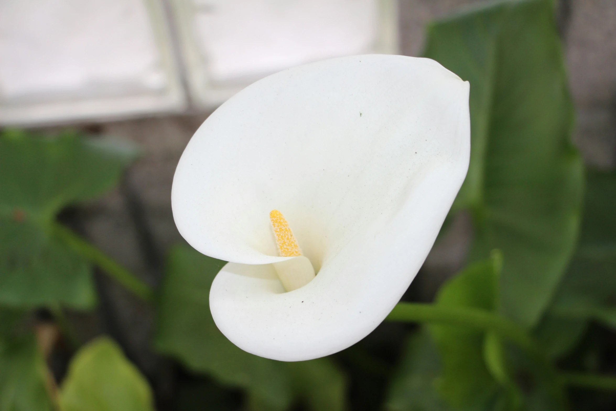 a white flower with yellow stamen in it