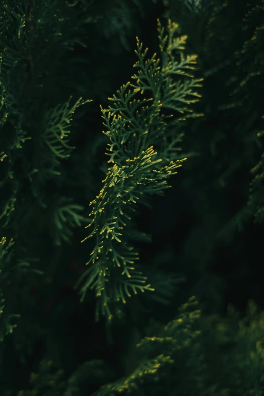 green foliage in an area with very thin nches