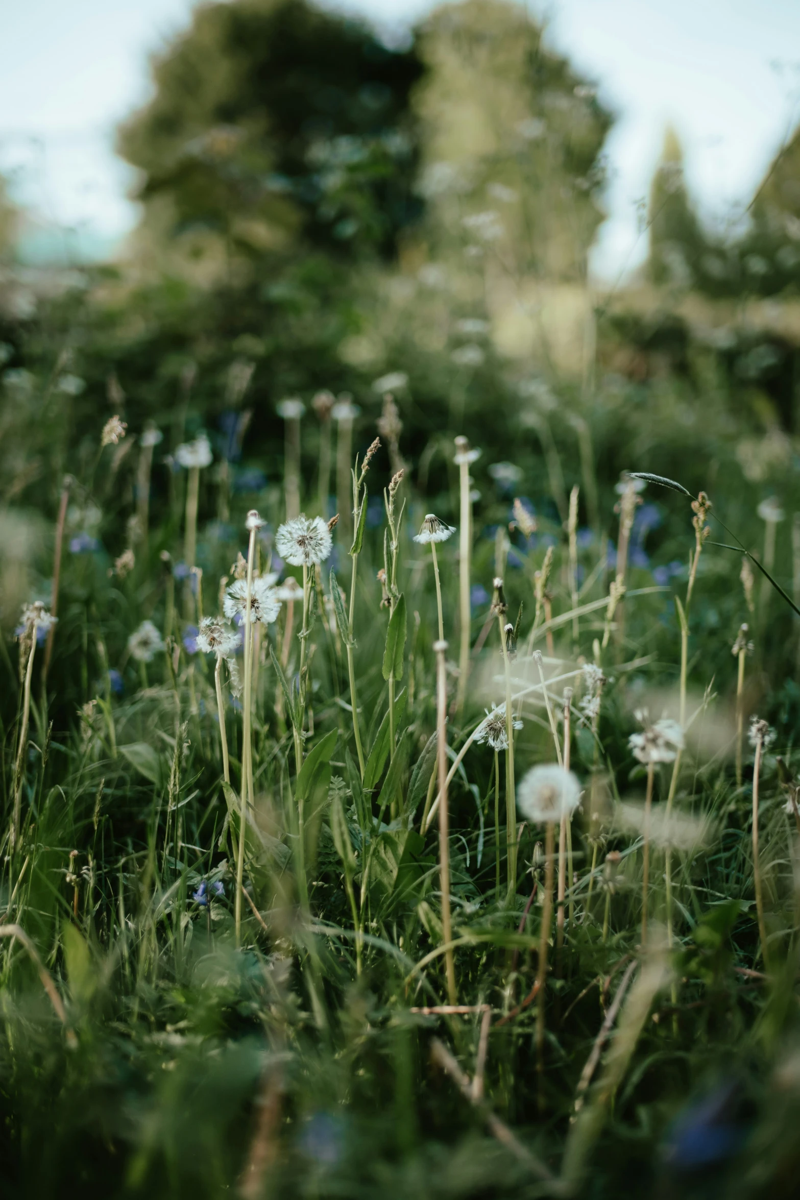 the view from an old camera shows wild flowers and some trees