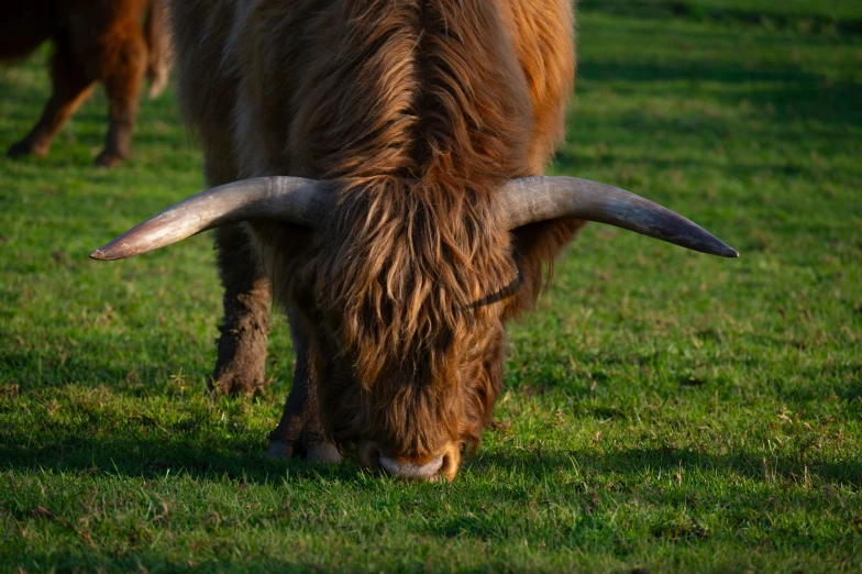 an ox with long horns standing in the grass