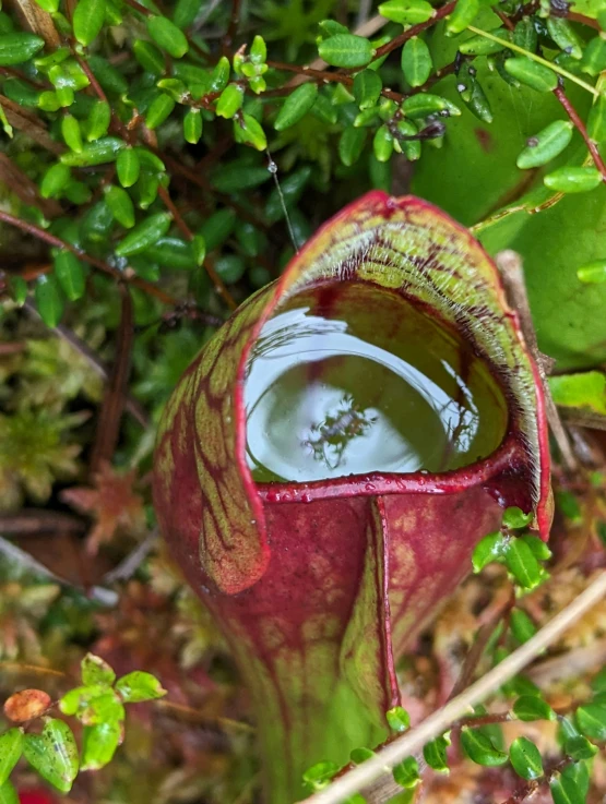 a pitcher containing water on the ground in the grass