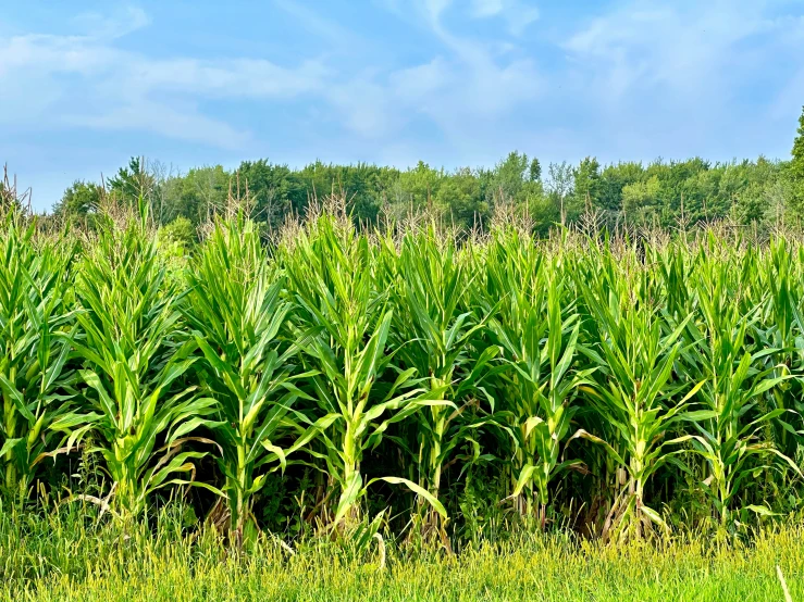 a field with trees and grass around it