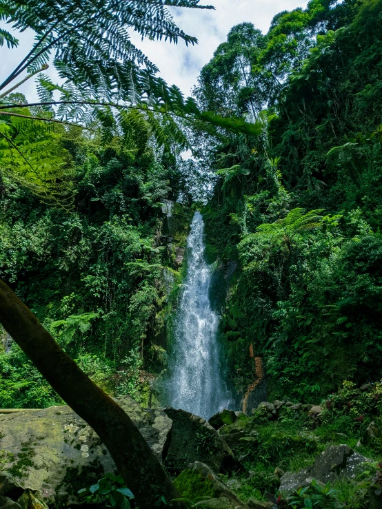 a waterfall surrounded by trees and rocks in the rainforest