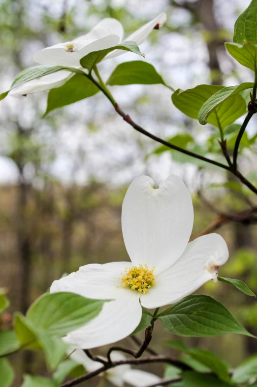 the white flower has green leaves on it