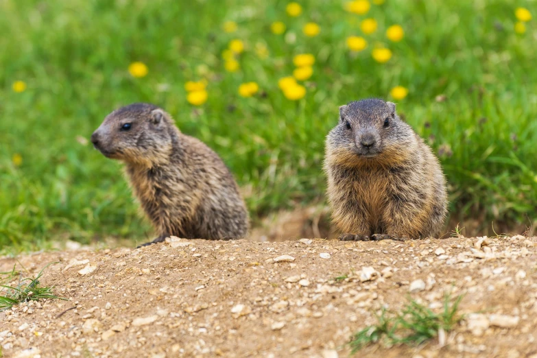 two prairie groundhogs standing side by side in a grassy field