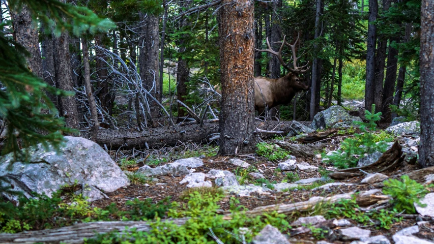 a elk in the forest hiding behind some trees