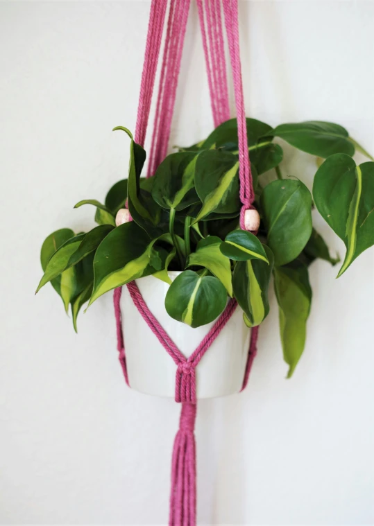 a green plant with pink ropes on top of it