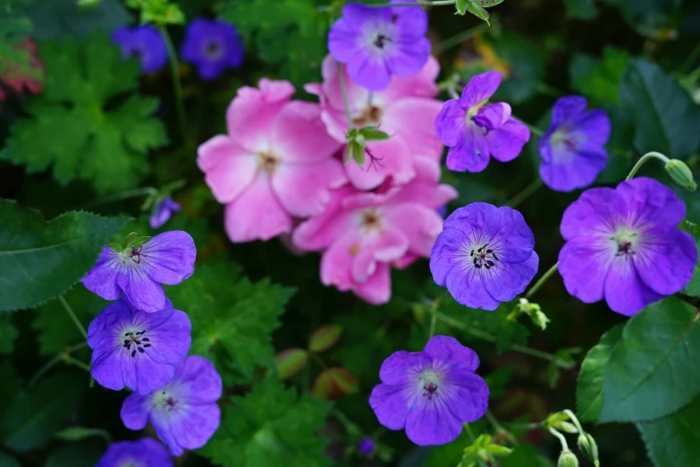 purple and pink flowers in a cluster together