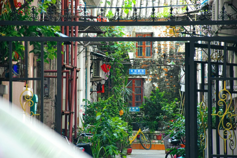 a wide walkway surrounded by lots of plants