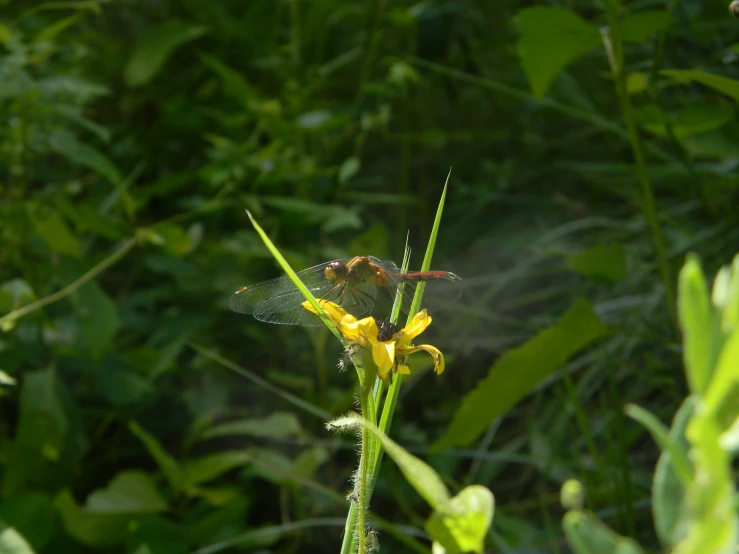 a flying insect sitting on a small yellow flower