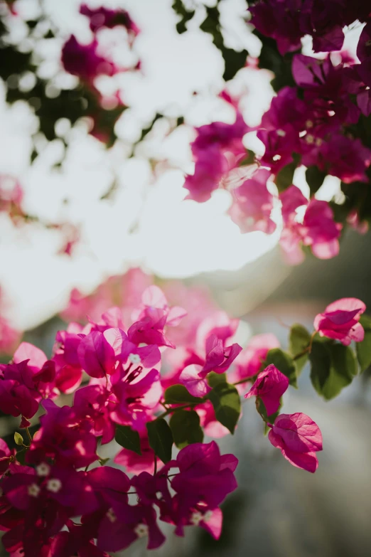 pink flowers of various shapes and sizes blooming