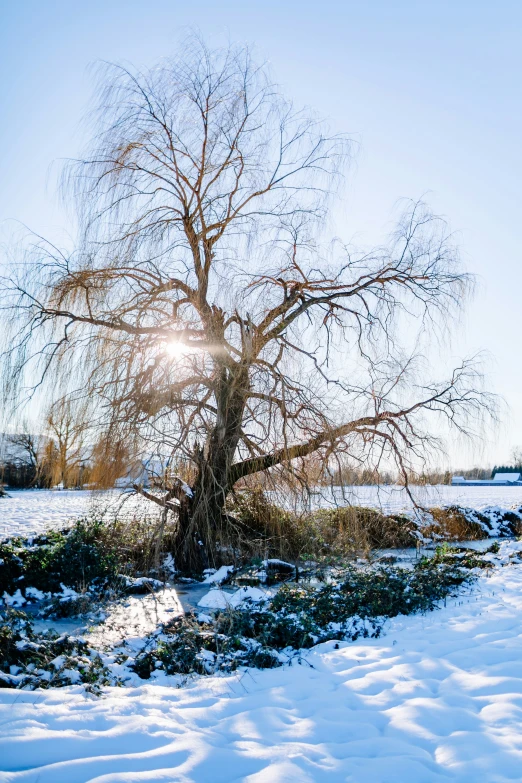 a very big tree that is in the snow