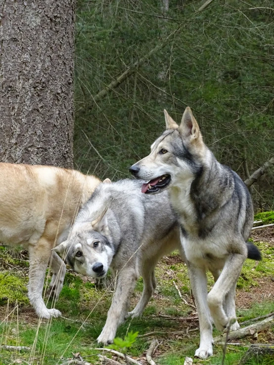 two gray and black dogs standing on a lush green field