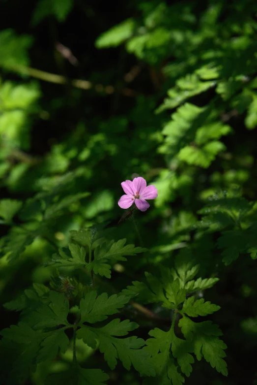 a small pink flower is in the middle of green leaves