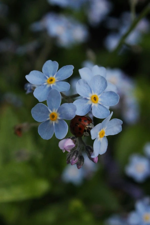 the flowers are beginning to open and little ladybug