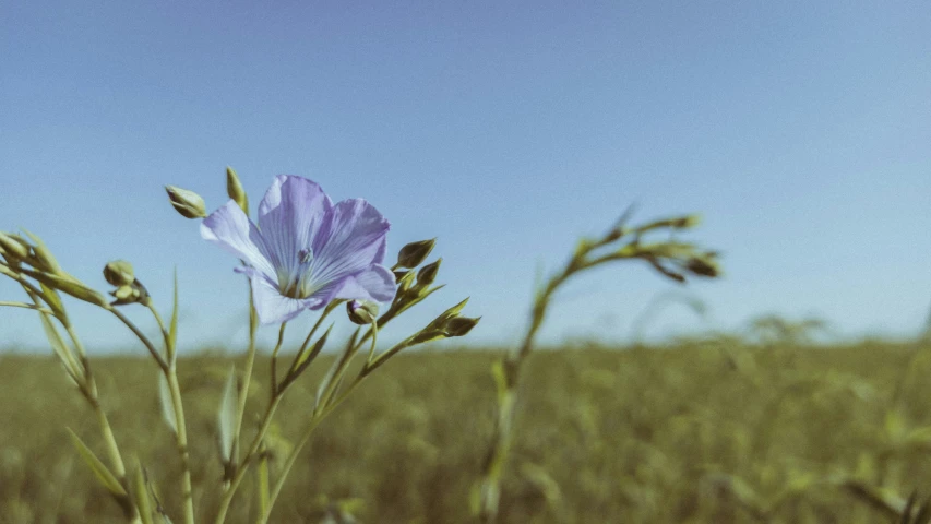 an image of a field of blue flowers