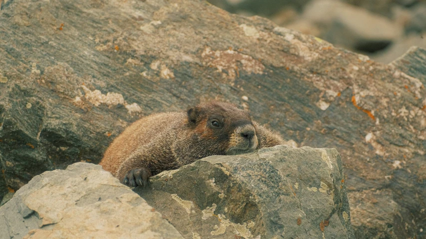 a bear sitting on top of large rocks