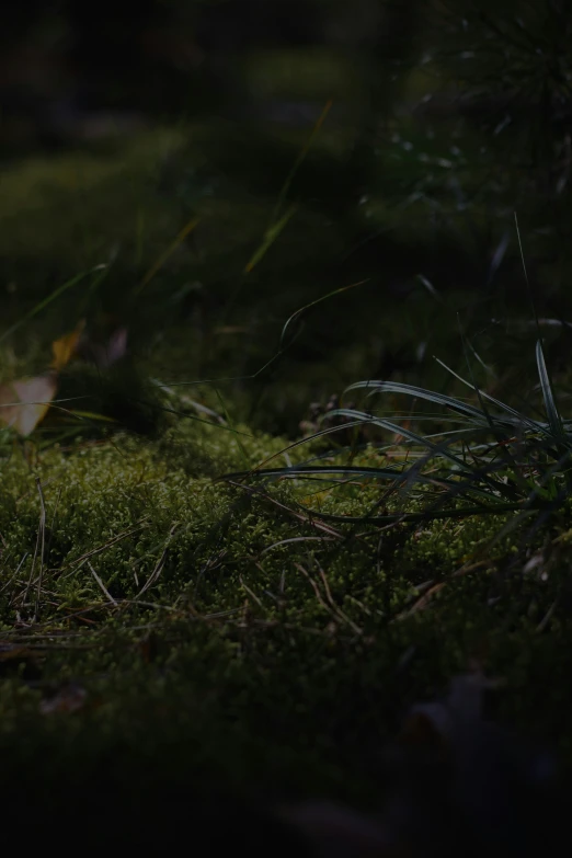 a close up of mossy ground in the woods