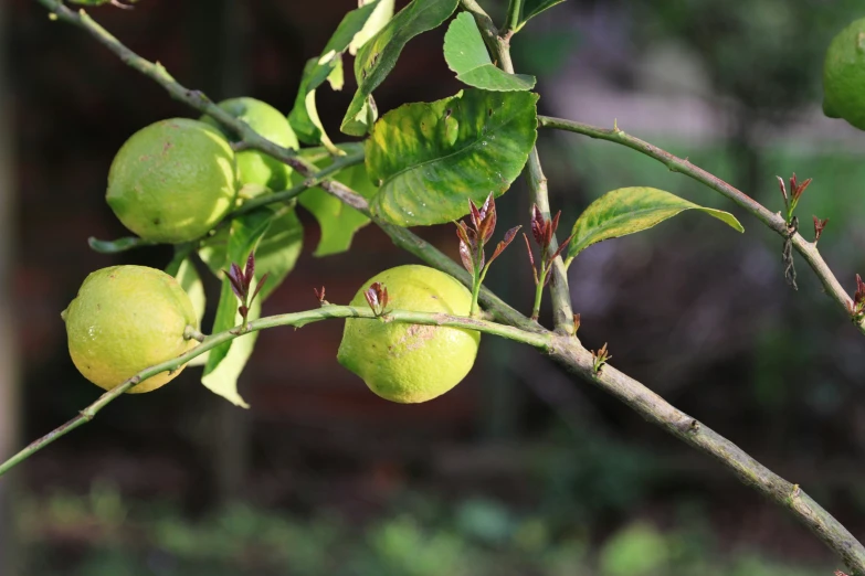 some ripe fruits hanging from a nch in a forest