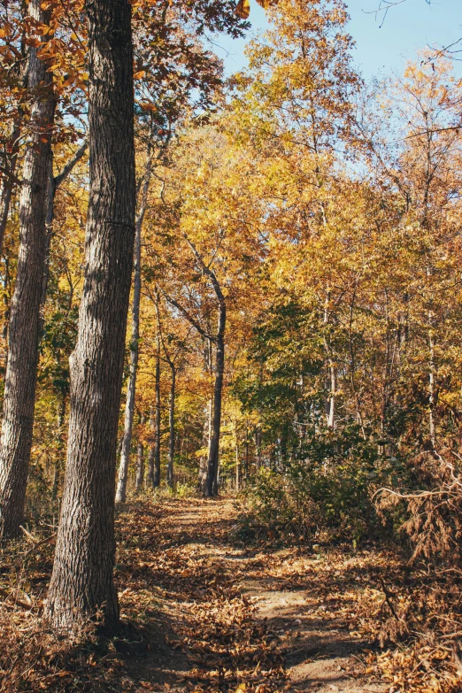 a dirt trail going through a wooded area