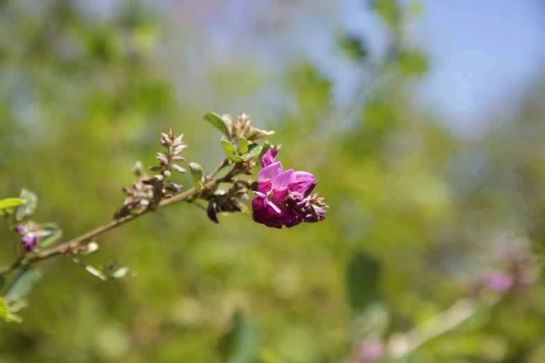 a purple flower on a nch near green leaves