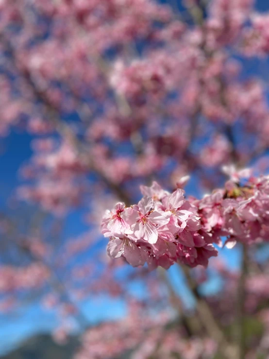 pink flowers are blooming on an apple tree