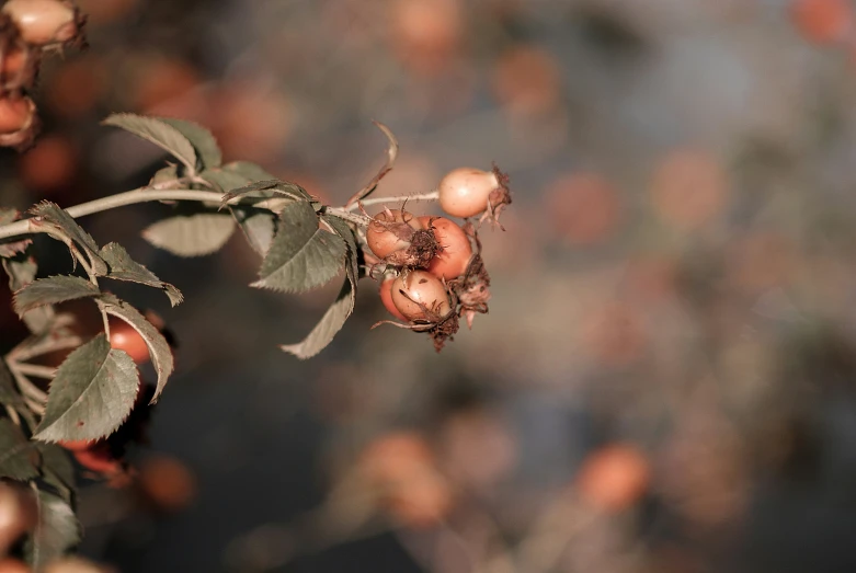 berries hanging from a nch on a tree