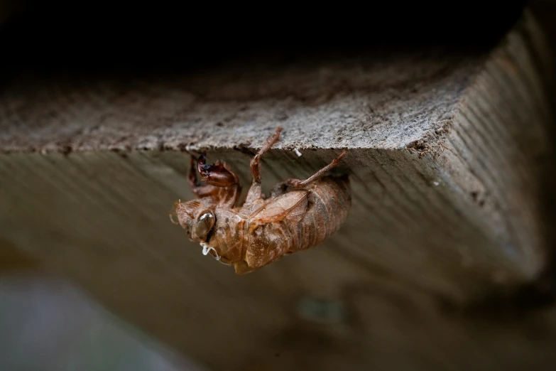 a close up view of some sort of insect with a bug