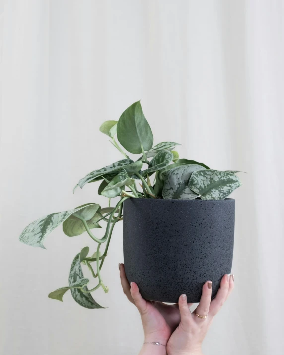 a person holding up a potted plant