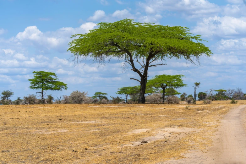 three trees in a plain near a dirt road