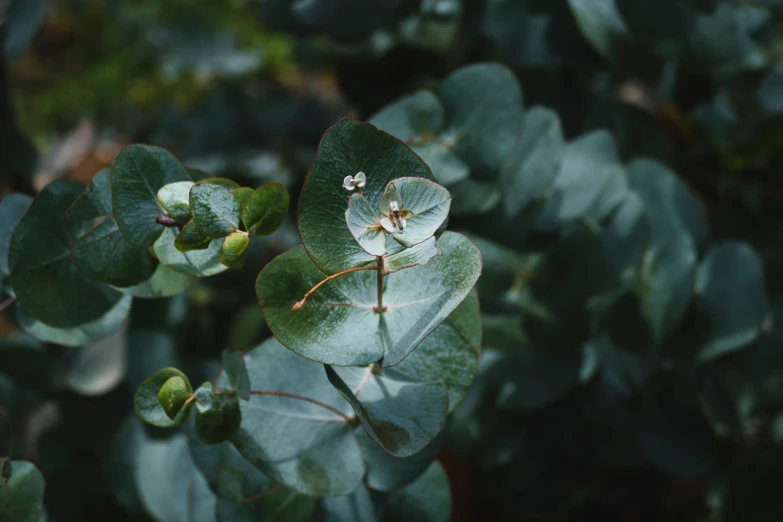 leaves with flowers and insects hanging from them