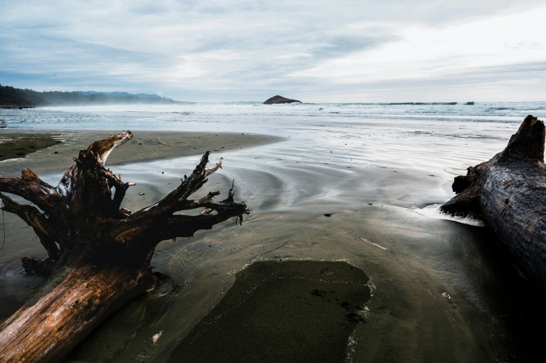 a driftwood tree that is sitting in the sand