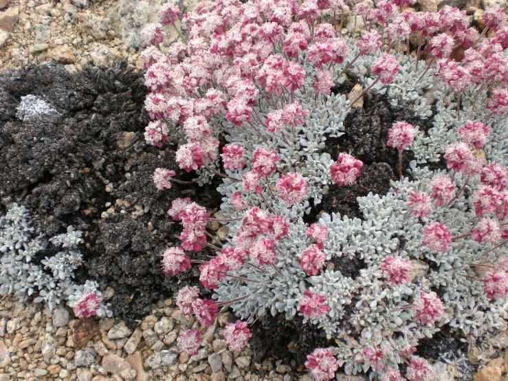 some flowers that are growing in the dirt