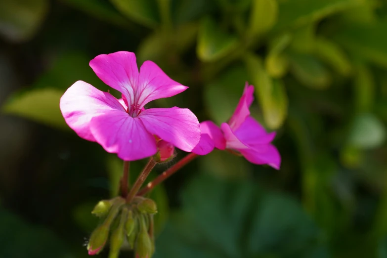 a pink flower with very pretty petals on it